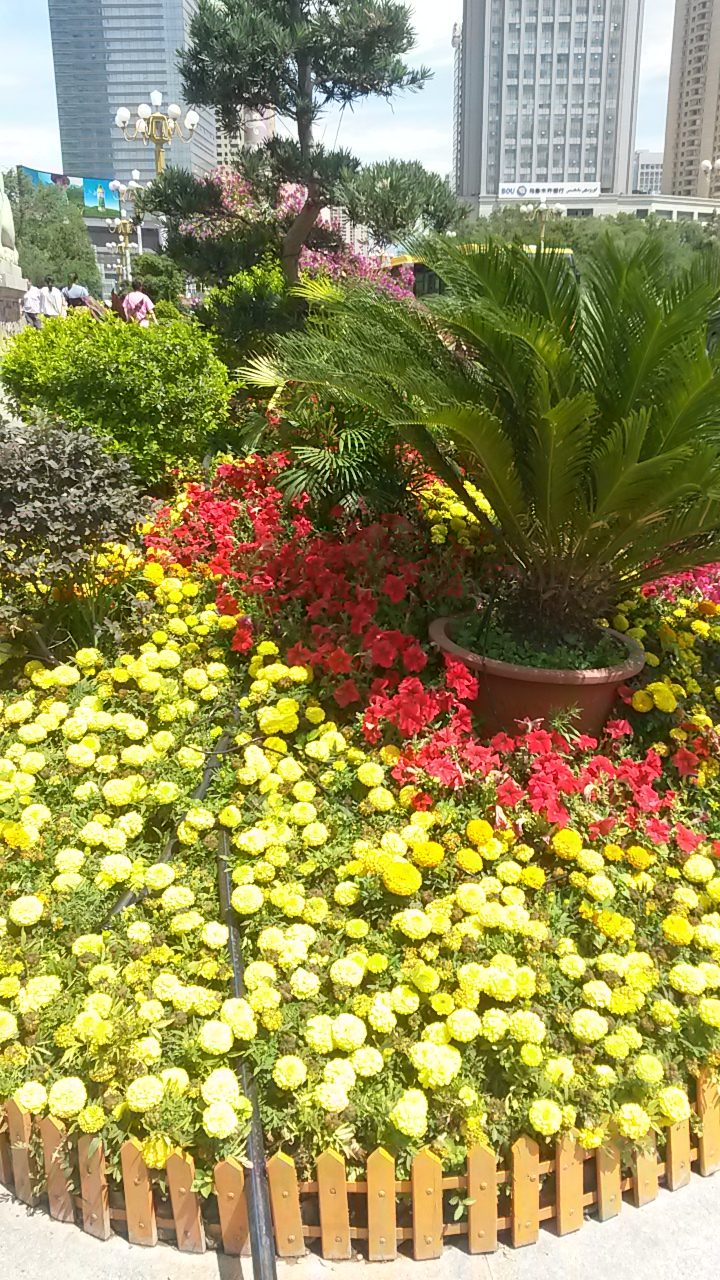 2018年、ウルムチ市内中心部で、赤と黄色の模様の花を愛国的に表した様子。
